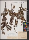 Foto von Salix aurita L. x Salix myrtilloides L.